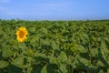 First one yellow sunflower on the green field. Motivation concept. Agriculture. Achieving success. Start, start of