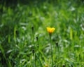 First opening Tragopogon Royalty Free Stock Photo