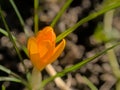 Bright orange crocus in the spring garden