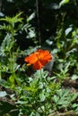 First orange-red flower of cosmos in the beginning of summer