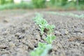 A row of the first pea shoots in the garden. Royalty Free Stock Photo