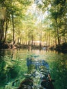 First-person POV of scuba diver floating in the shallow clear aqua spring waters in lush forest, Devil's Run, Ginnie Royalty Free Stock Photo