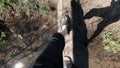 First person view of a crossing a narrow stream on a wooden log. Clip. Male wearing black flip flops walking slowly with Royalty Free Stock Photo