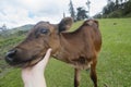 First person view of a male hand holding a brown young calf head with country side mountains Royalty Free Stock Photo