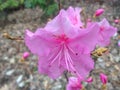 First Pink Azalea Plants Blossoming in Spring at Central Park.