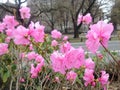First Pink Azalea Plants Blossoming in Spring at Central Park.