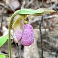 First Lady Slipper Orchid Royalty Free Stock Photo