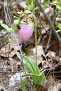 First Lady Slipper Orchid Royalty Free Stock Photo