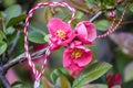 First pink spring flowers 1