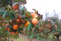 Cultivation of persimmons, bright red or persimon, in a field of the Ribera del XÃÂºquer in full production.