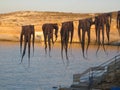 Hanging Octopusses on sunset to Milo in the Cyclade Islands in Greece.