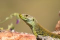 First plane of an ocellated lizard on a stone Royalty Free Stock Photo