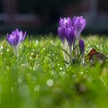 First purple Crocus flowers announcing that spring is coming with a bokeh background Royalty Free Stock Photo