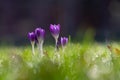 First purple Crocus flowers announcing that spring is coming with a bokeh background Royalty Free Stock Photo
