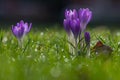 First purple Crocus flowers announcing that spring is coming with a bokeh background Royalty Free Stock Photo