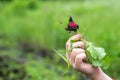 first of radish in hand against background of beds. Harvest red muddy radish in pieces of earth. Picking vegetables concept