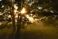 The first rays of the rising sun in foggy morning Royalty Free Stock Photo