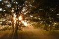 The first rays of the rising sun in foggy morning Royalty Free Stock Photo