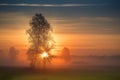 The first rays of the sun breaks through the branches of a tree