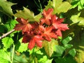 First red-colored leaves of maple contrasting with green leaves, begin of autumn