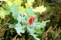 First red oak leaves in spring Royalty Free Stock Photo