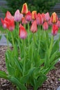 Red tulips on the flowerbed