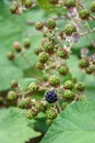 First ripe blackberry of the season, with many green blackberries, growing on a wild plant Royalty Free Stock Photo