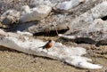 First robin on melting ice floe Royalty Free Stock Photo