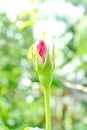 First roses bloom Royalty Free Stock Photo