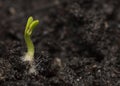 First seedling Royalty Free Stock Photo