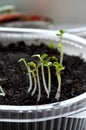 The first seedling sprouts. Royalty Free Stock Photo