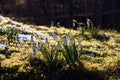 First set of spring flowers, Kloster Lily. Small white flowers.