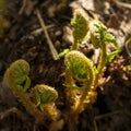 First shoots of fern. Young fern in a warm sunlight. Spring is coming. Green leaves on a dark background. Royalty Free Stock Photo