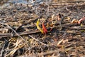 First shoots, spring Royalty Free Stock Photo