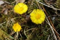 Coltsfoot flowers Royalty Free Stock Photo