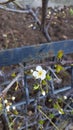 First sign of spring. A little flower blossom