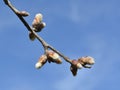 The first signs for coming spring opening willow-catkins Royalty Free Stock Photo