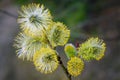 The first signs for departing winter and coming spring: opening willow-catkins. Royalty Free Stock Photo