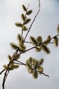 Willow-catkins spring time in the Ecrins National Park, France Royalty Free Stock Photo