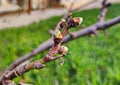 The first signs of spring in February in gardens on the Absheron Peninsula