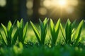 The first signs of spring, fresh and hopeful, seasonal theme Royalty Free Stock Photo