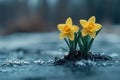 The first signs of spring, fresh and hopeful, seasonal theme. Royalty Free Stock Photo