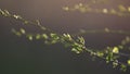 Budding twigs and the first spring flowers. Spring background Royalty Free Stock Photo