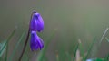 Budding twigs and the first spring flowers. Spring background Royalty Free Stock Photo