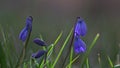 Budding twigs and the first spring flowers. Spring background Royalty Free Stock Photo