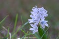 The first signs of spring in nature. Budding twigs and the first spring flowers Royalty Free Stock Photo