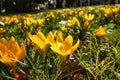 First signs of spring small crocus