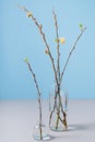 First Signs of Spring. sprouted branches of willow in a transparent vessel on a blue background Royalty Free Stock Photo