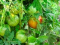 The leaves of the tomato bush begin to turn brown.