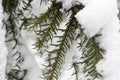 Twigs of yew in thick snow .